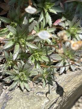 Sivun Draba burkei (C. L. Hitchc.) Windham & Beilstein kuva