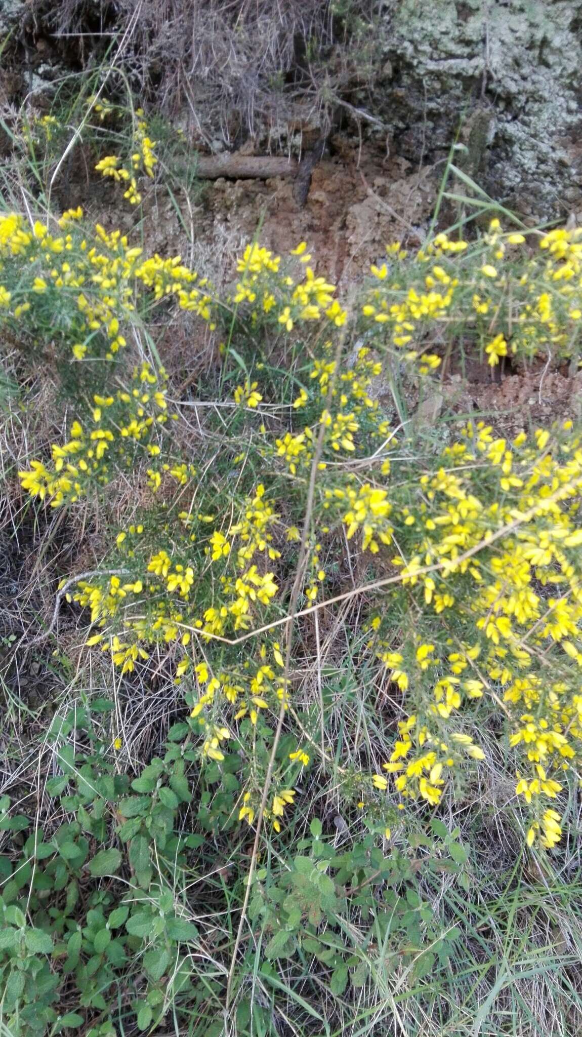 Image de Ulex parviflorus Pourr.