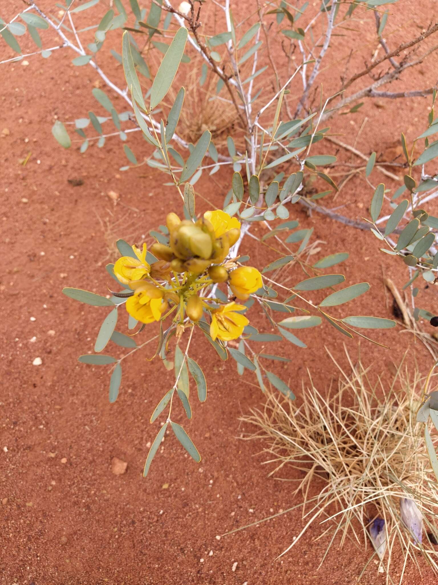 Image of <i>Senna pleurocarpa</i>