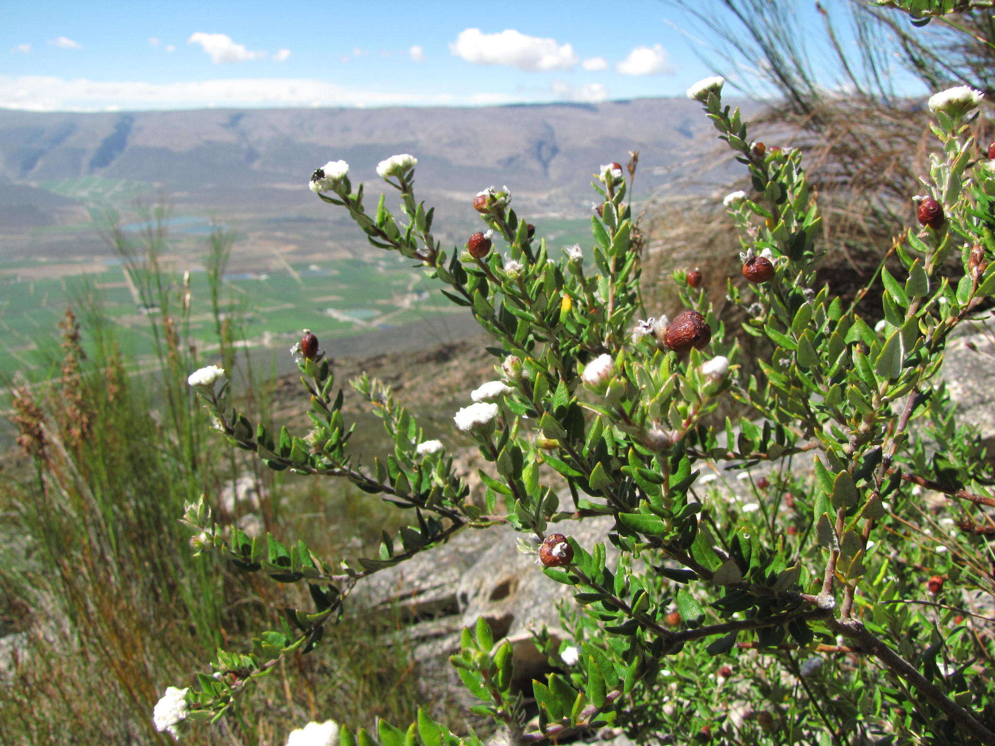 Image of Phylica nervosa Pillans