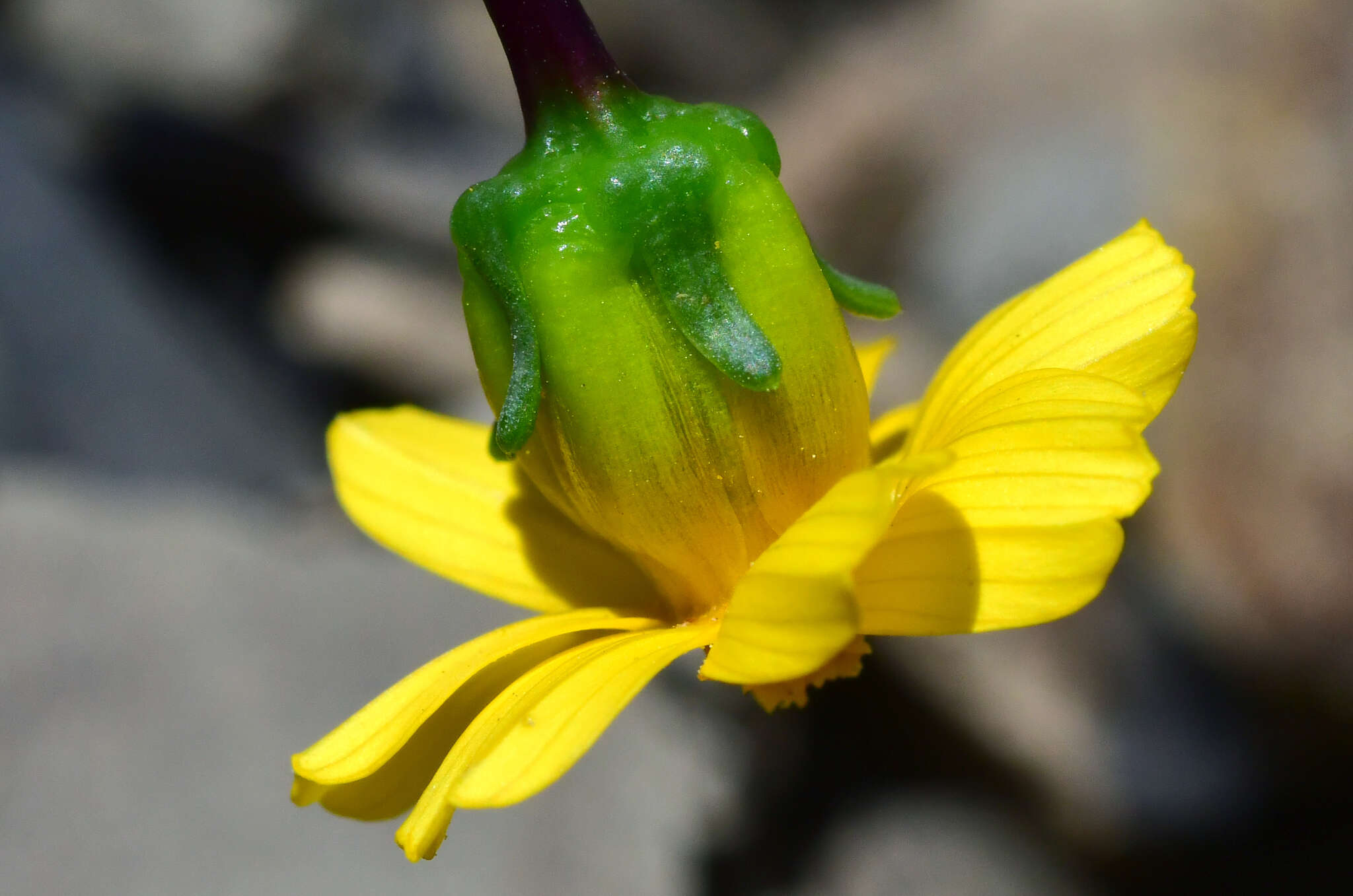 Image of Mt. Hamilton tickseed