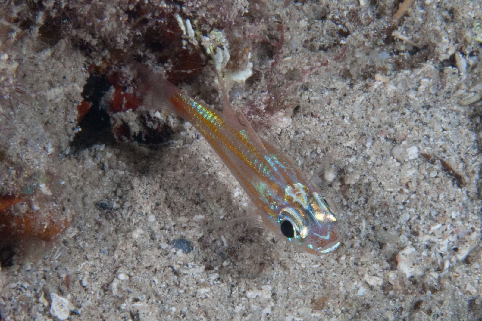 Image of Redspot cardinalfish