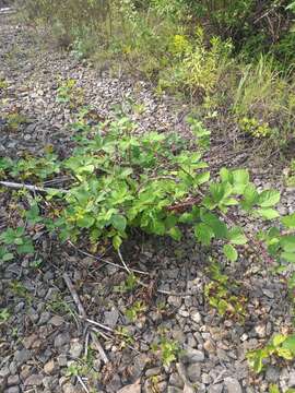 Image of Rubus procerus P. J. Müll. ex Genev.