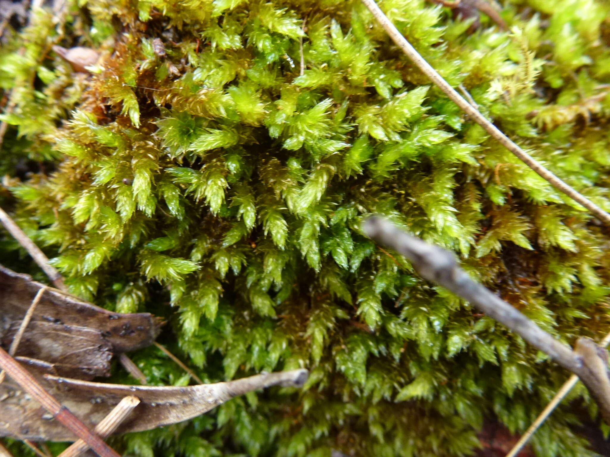 Image of Sematophyllum homomallum Brotherus 1925