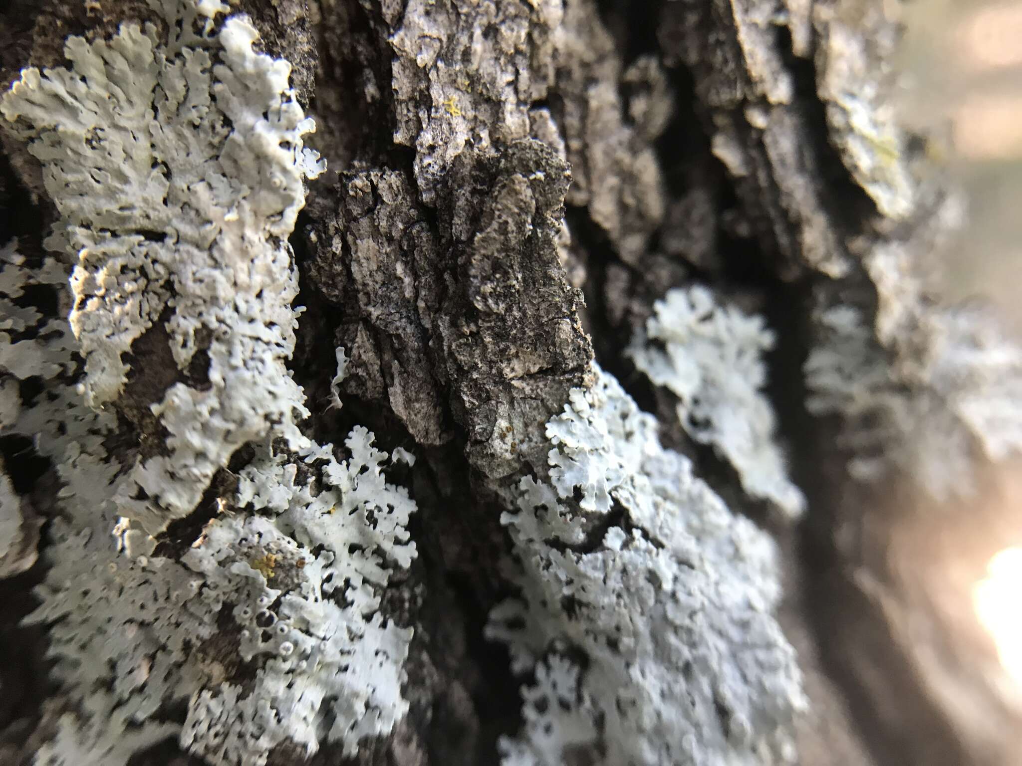 Image of rosette lichen