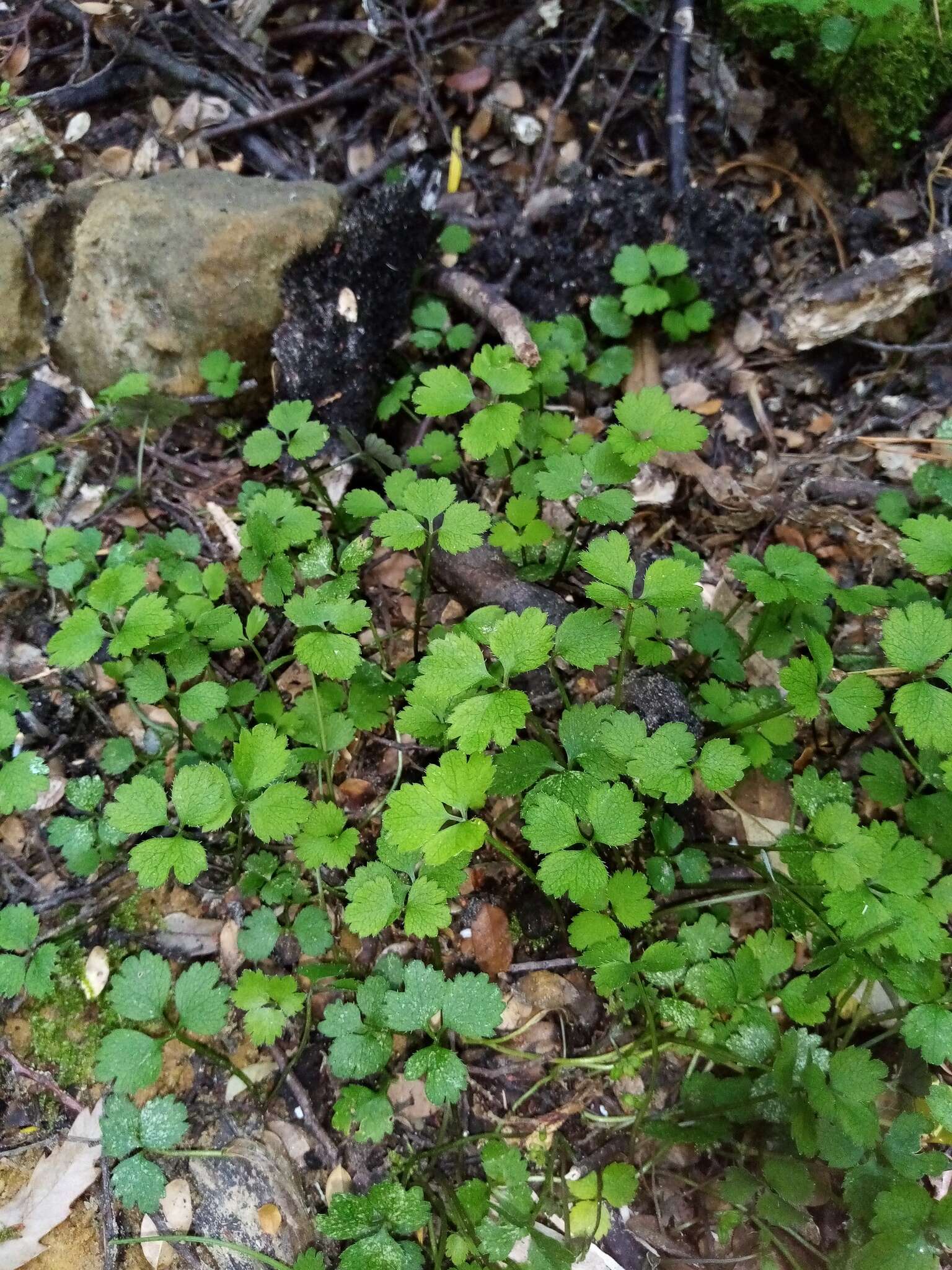 Imagem de Azorella hookeri Drude