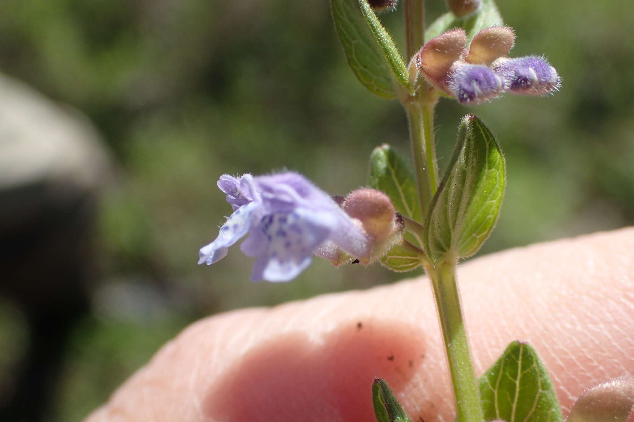 Scutellaria parvula Michx. resmi