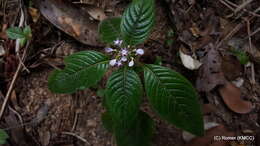 صورة Phyllopentas austro-orientalis (Homolle & Verdc.) Kårehed & B. Bremer