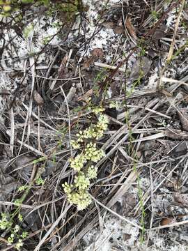 Image of Woody wireweed