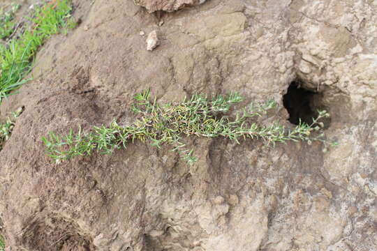 Image of Spergularia tasmanica (Kindb.) L. G. Adams