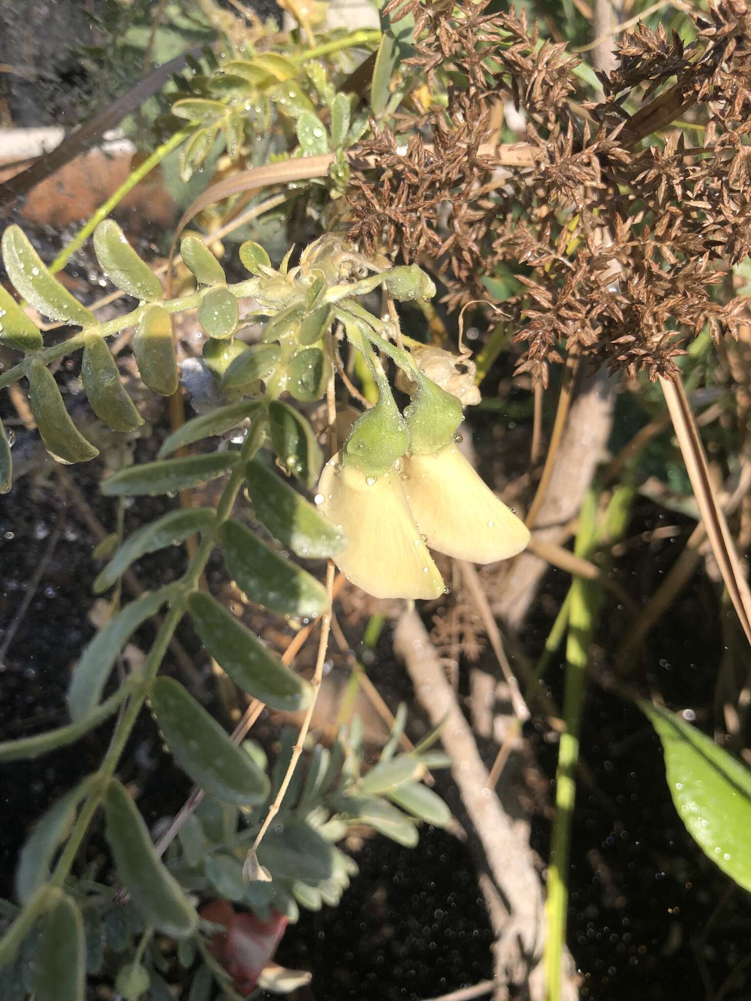 Image of Oahu riverhemp