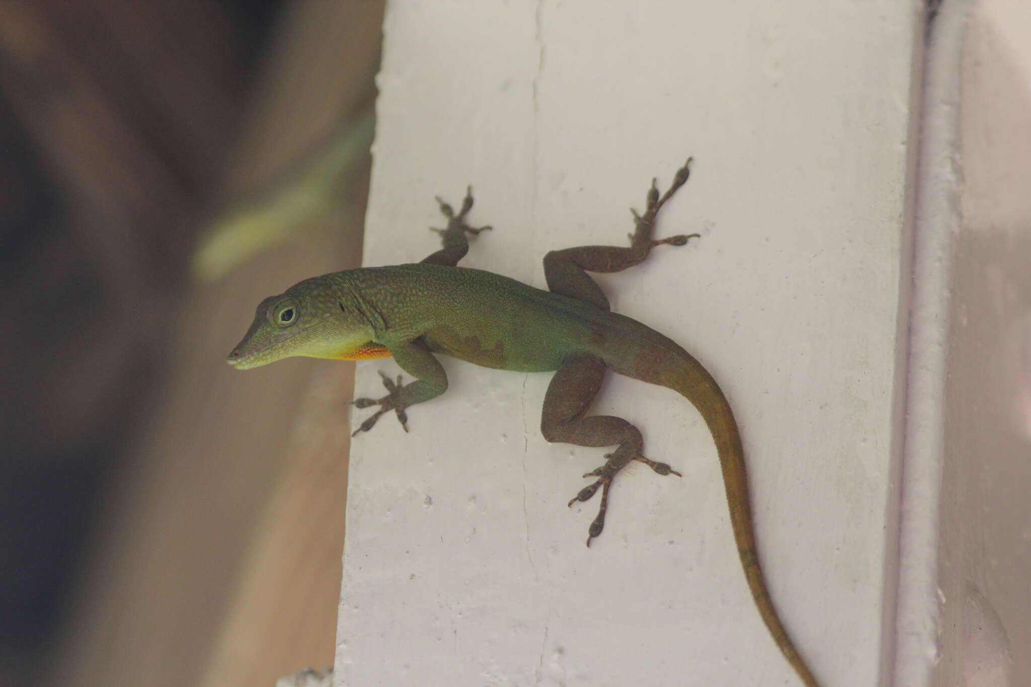 Image of Graham's anole