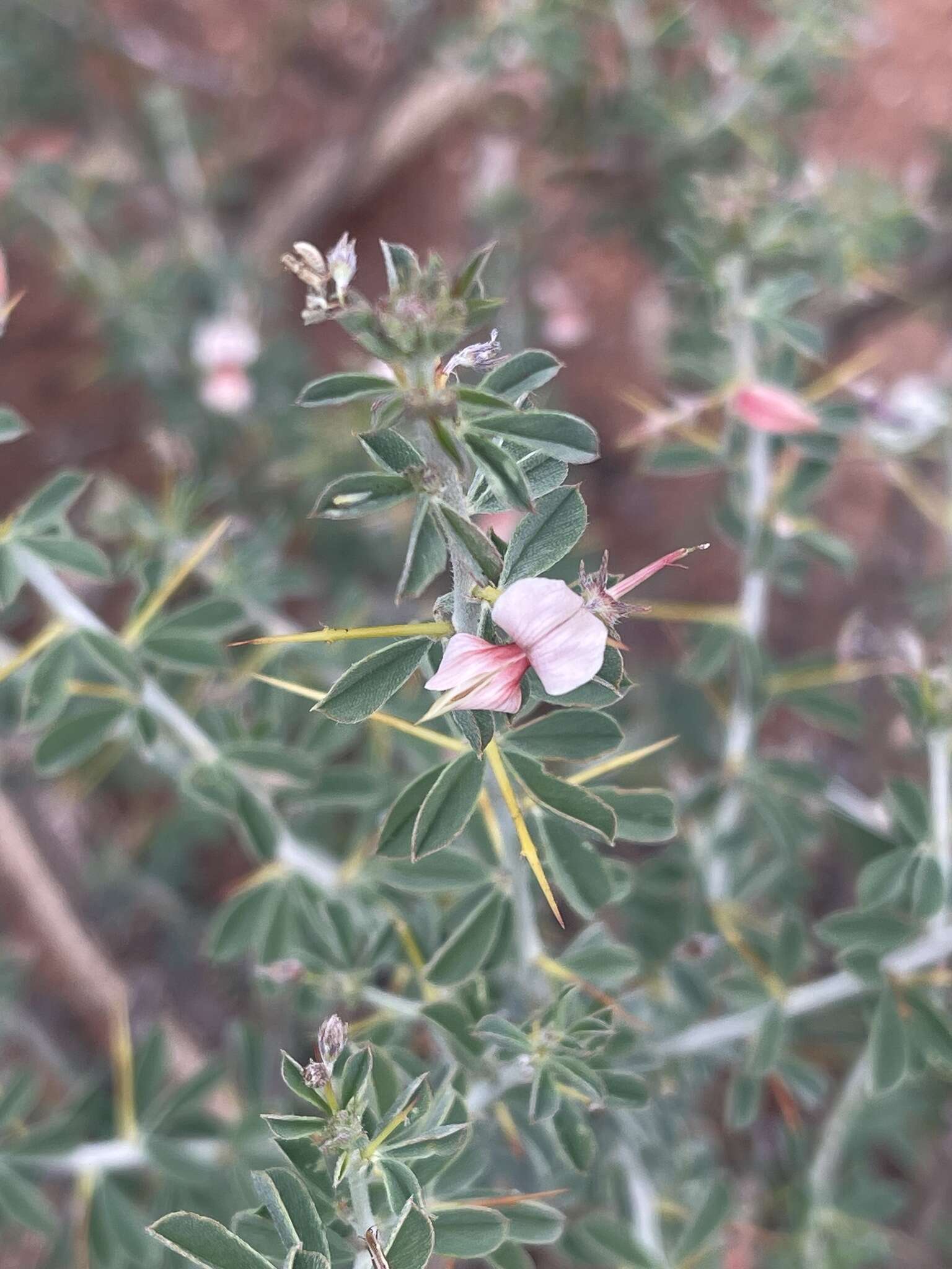 Image of Indigofera circinnata Harv.