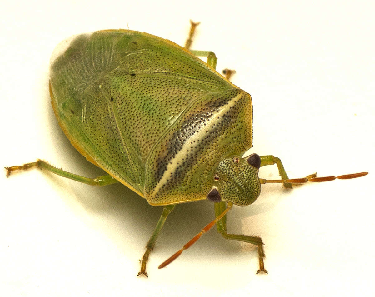 Image of Piezodorus oceanicus (Montrouzier 1864)