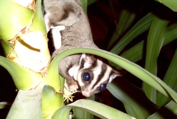 Sugar Glider - Encyclopedia of Life