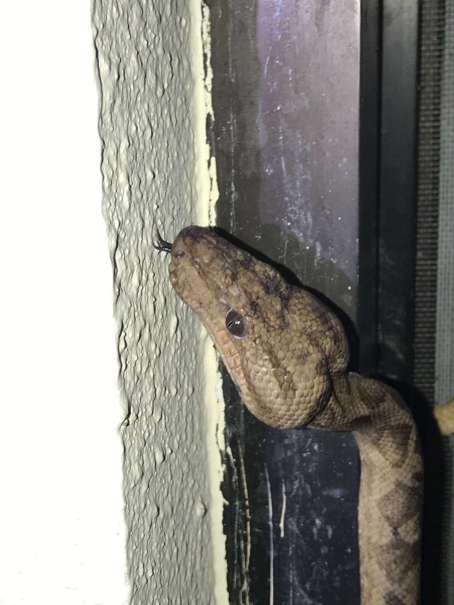 Image of Ringed Tree Boa