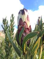 Image of Protea lepidocarpodendron (L.) L.