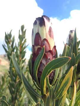 Image of Protea lepidocarpodendron (L.) L.