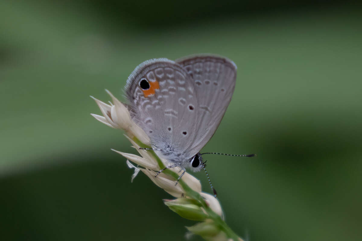 Imagem de Eicochrysops messapus mahallakoaena (Wallengren 1857)