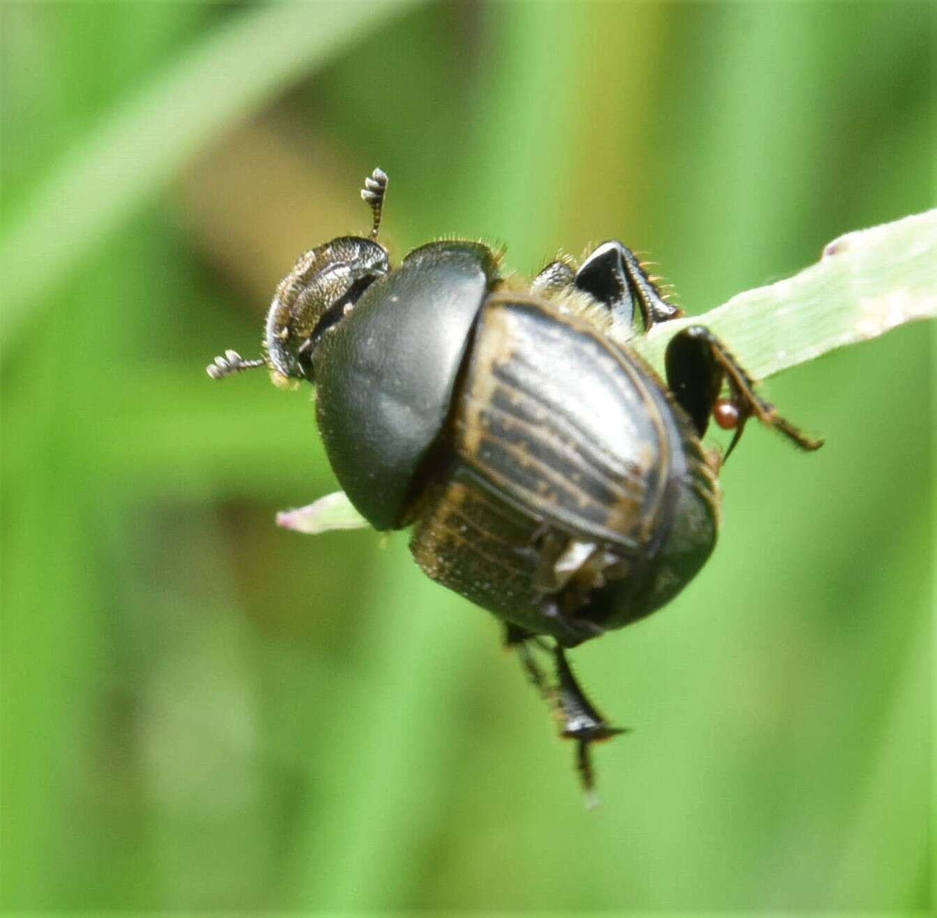 Image of Onthophagus (Palaeonthophagus) medius (Kugelann 1792)