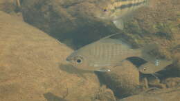 Image of Flagfin Mojarra