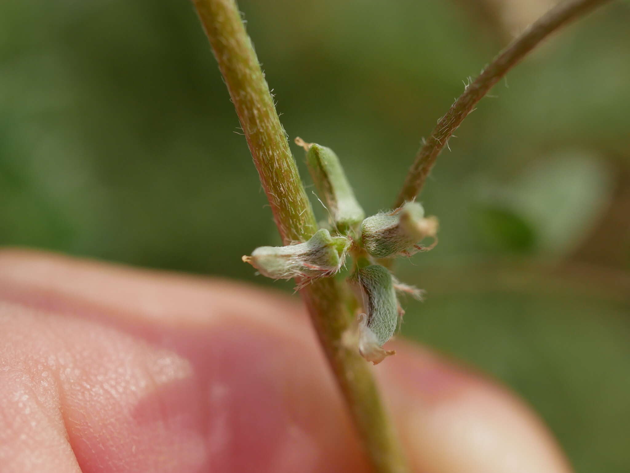 Imagem de Astragalus tribuloides Delile