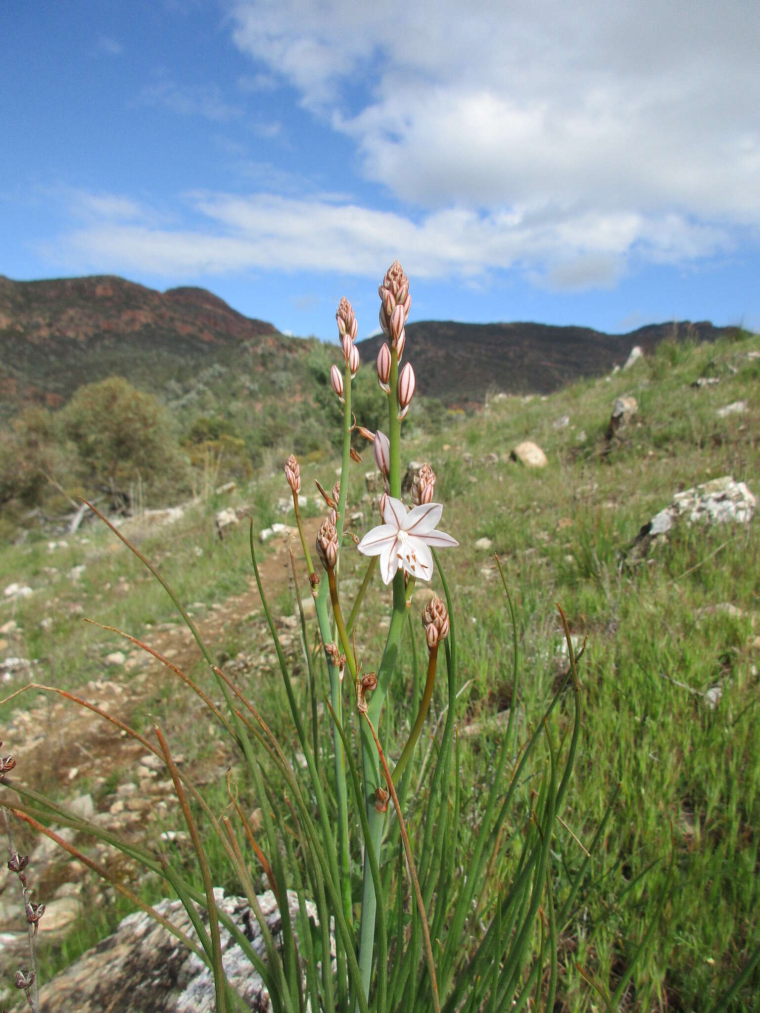 Image of onionweed