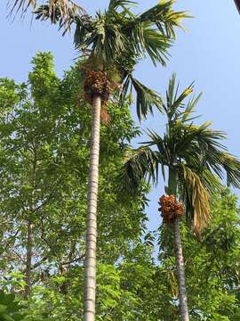 Image of betel palm