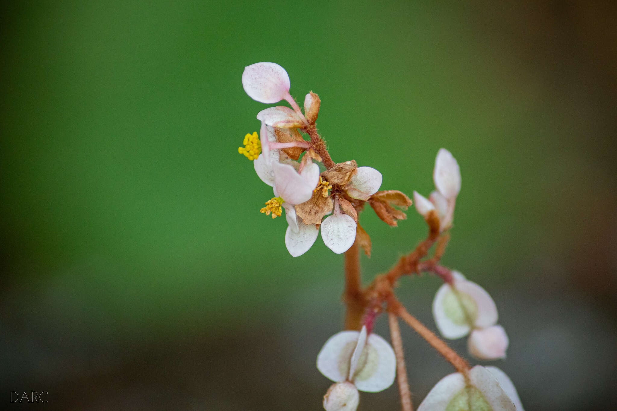 Image of Begonia pinetorum A. DC.