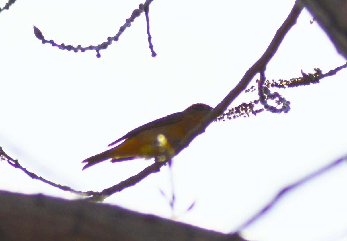 Image of Piranga rubra rubra (Linnaeus 1758)