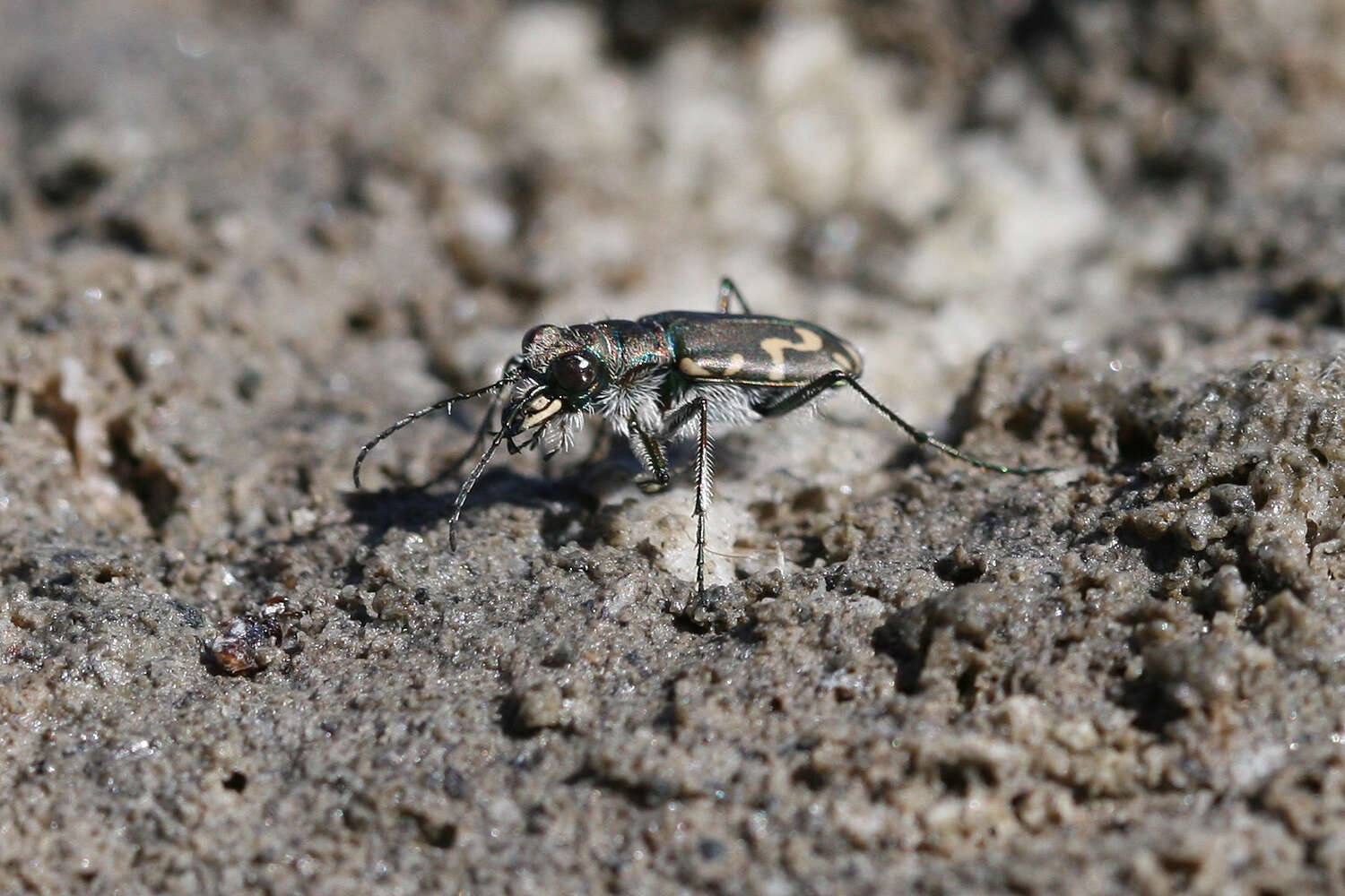 Image of Cicindela (Cicindelidia) senilis G. Horn 1867