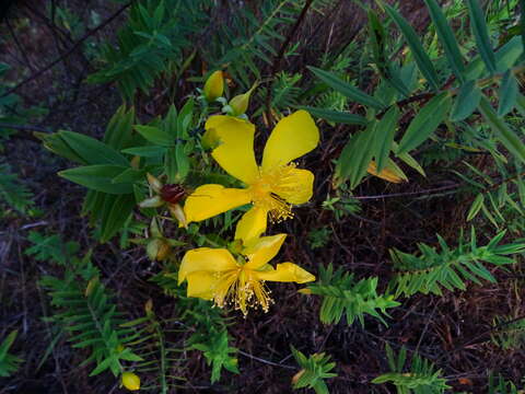 Image of Hypericum mysorense Heyne