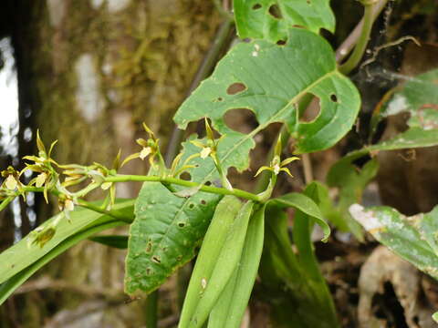 Image of Brassia euodes Rchb. fil.