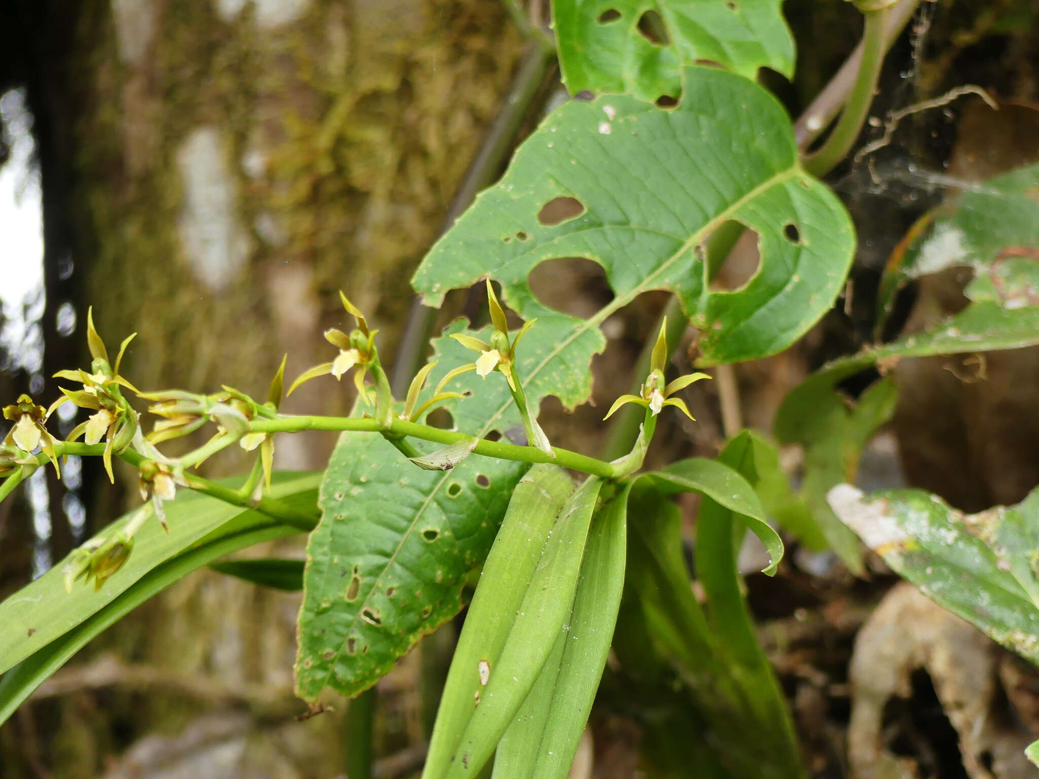 Brassia euodes Rchb. fil. resmi