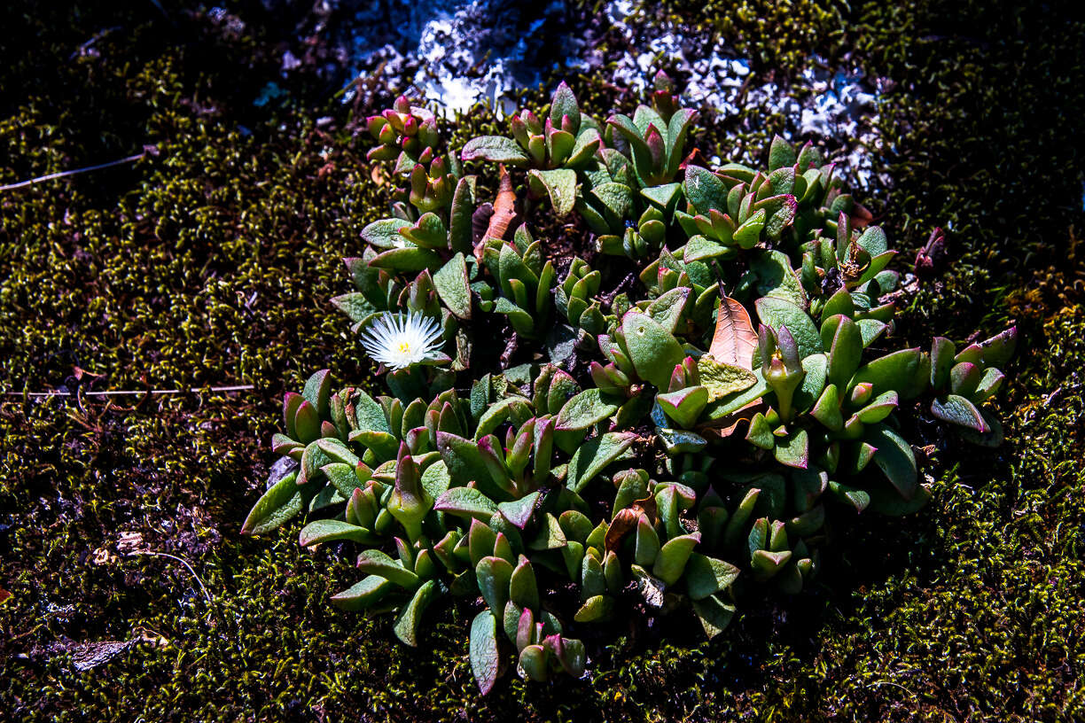 Imagem de Delosperma tradescantioides (Berg.) L. Bol.