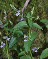 Слика од Veronica anagallis-aquatica subsp. anagallis-aquatica