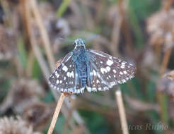 Image of <i>Burnsius orcynoides</i>