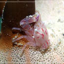 Image of Sea pen crab