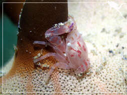Image of Sea pen crab