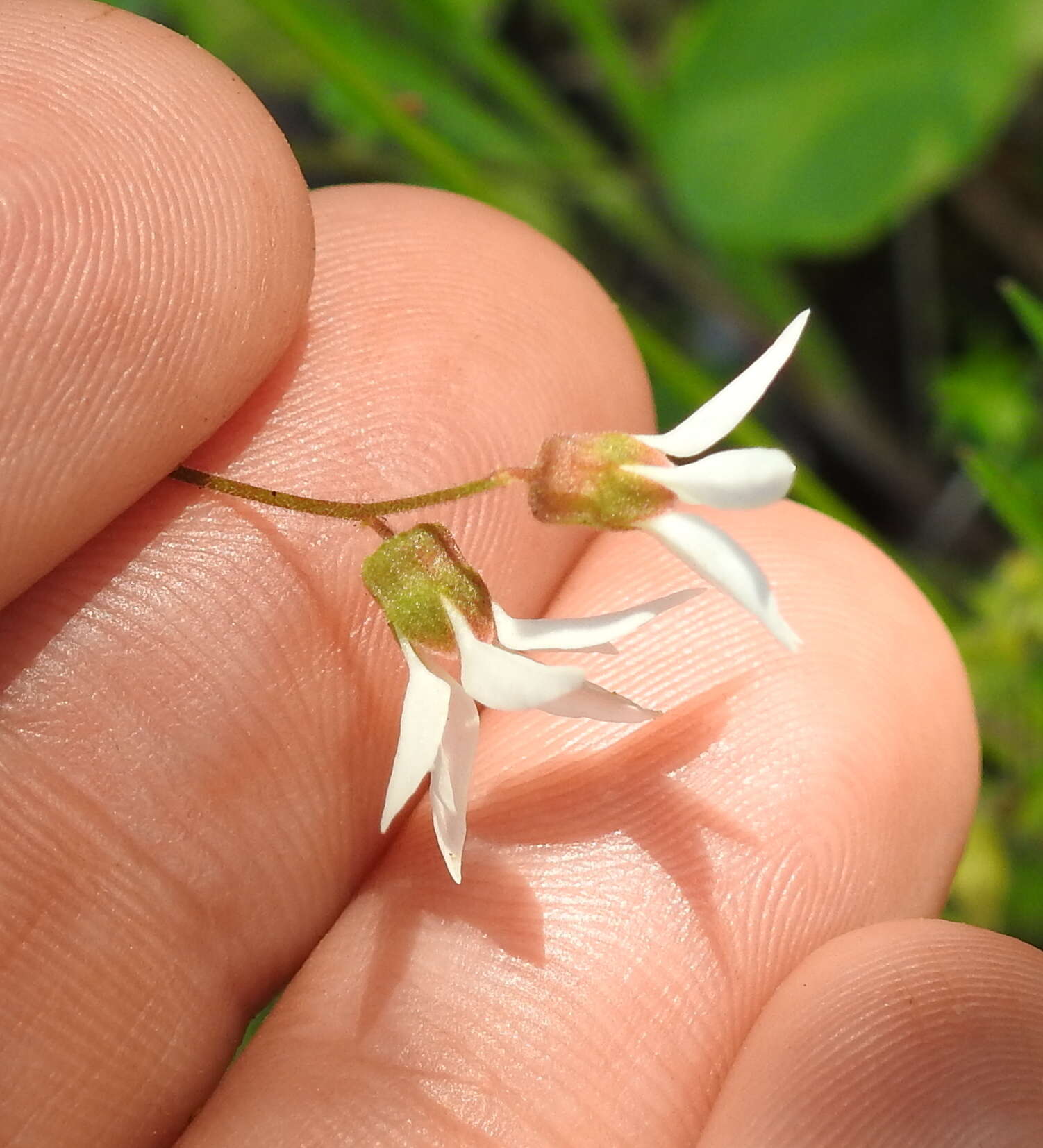 Image of Bolander's woodland-star