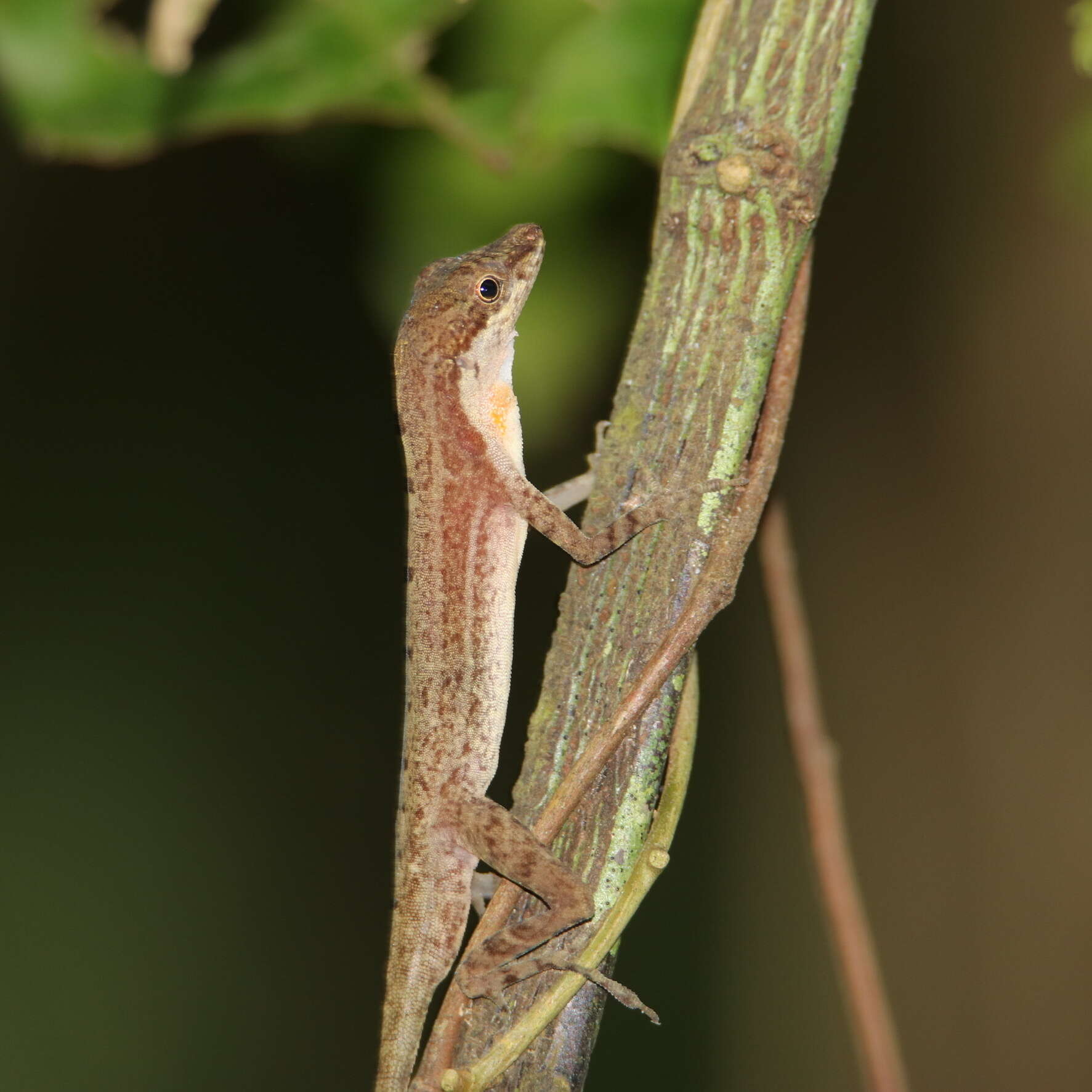 Image of Anolis apletophallus Köhler & Sunyer 2008