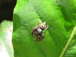 Image of Parnaenus cyanidens (C. L. Koch 1846)