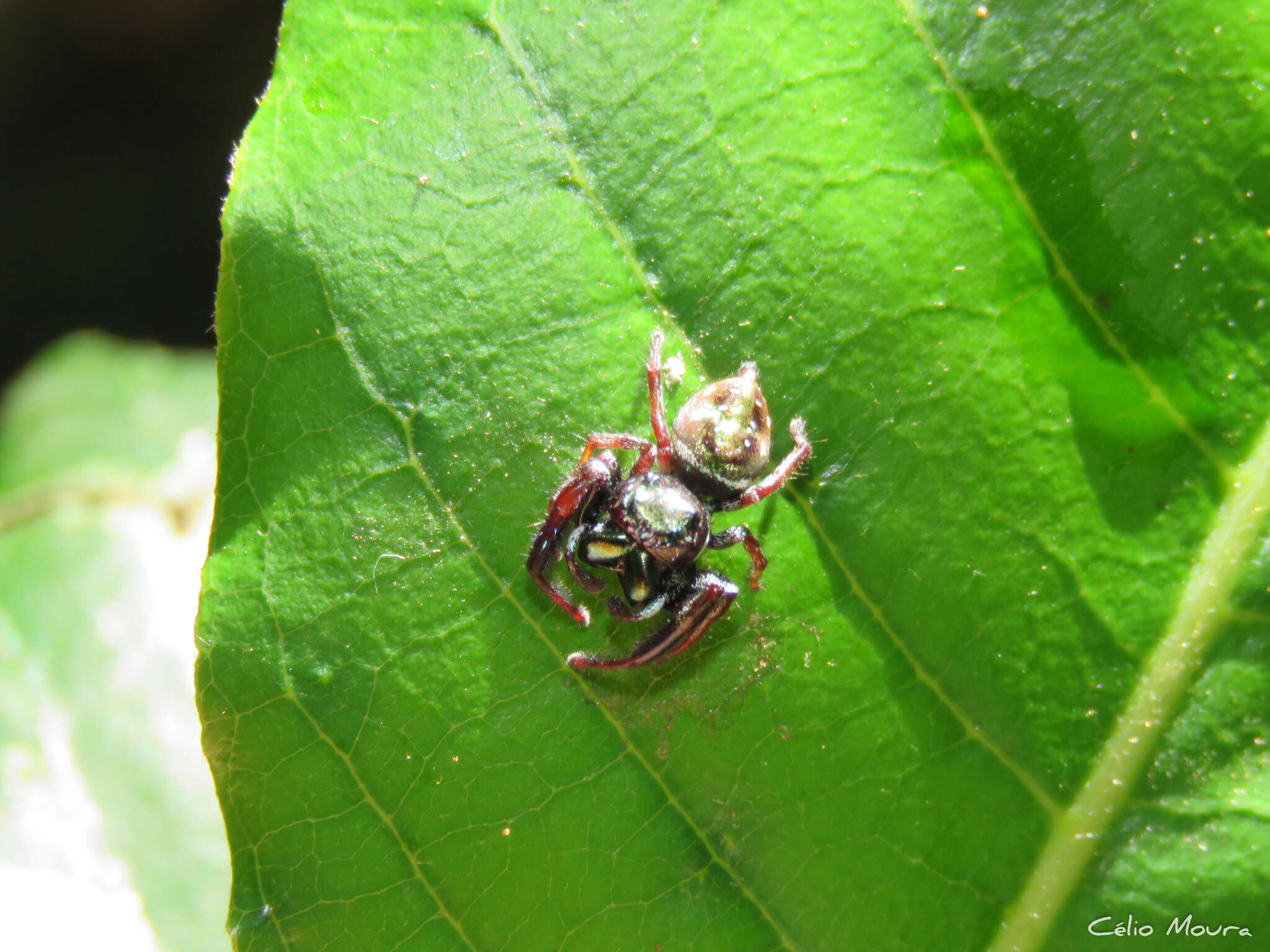 Image of Parnaenus cyanidens (C. L. Koch 1846)