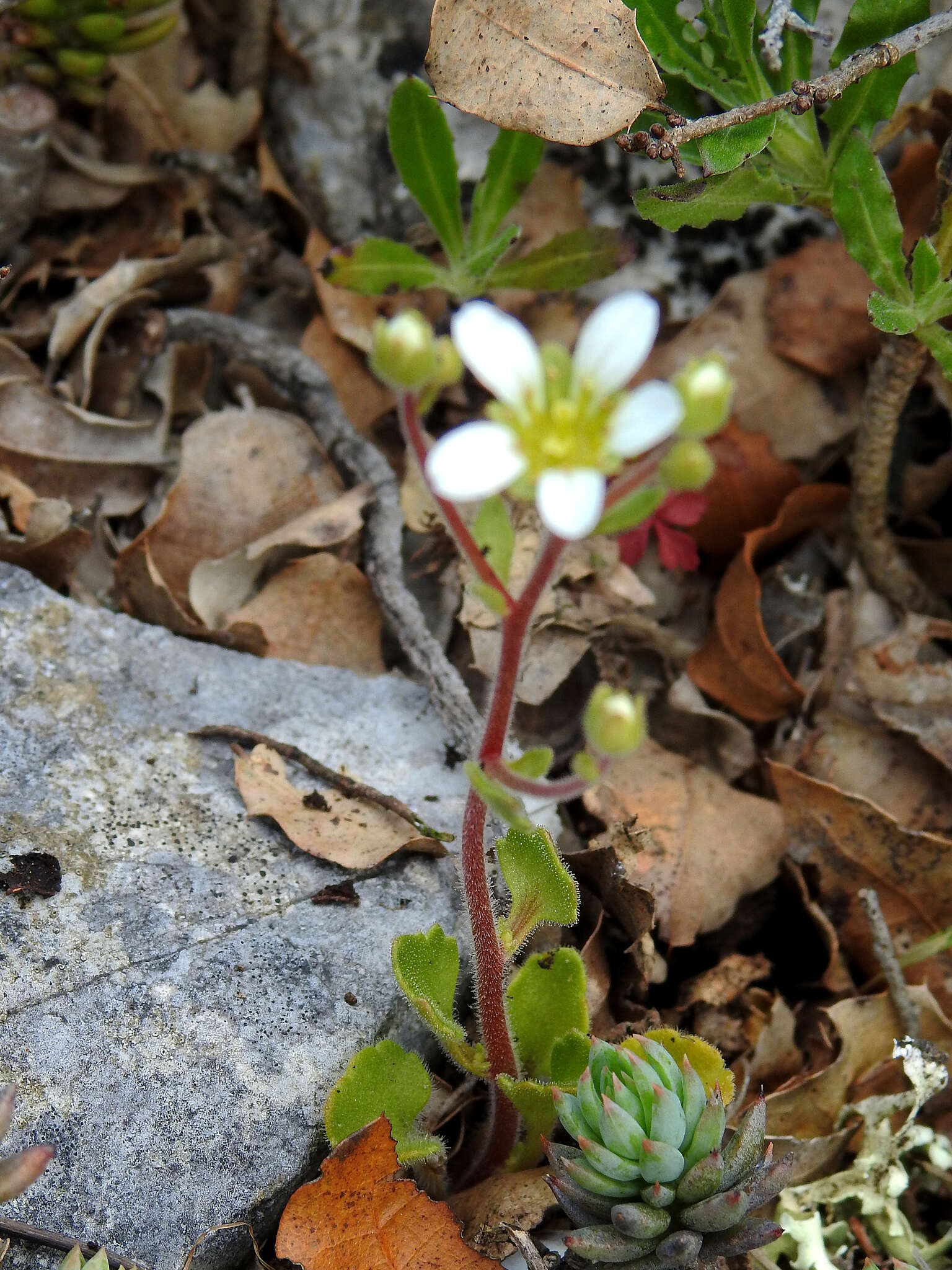 Sivun Saxifraga cintrana Kuzinsky ex Willk. kuva