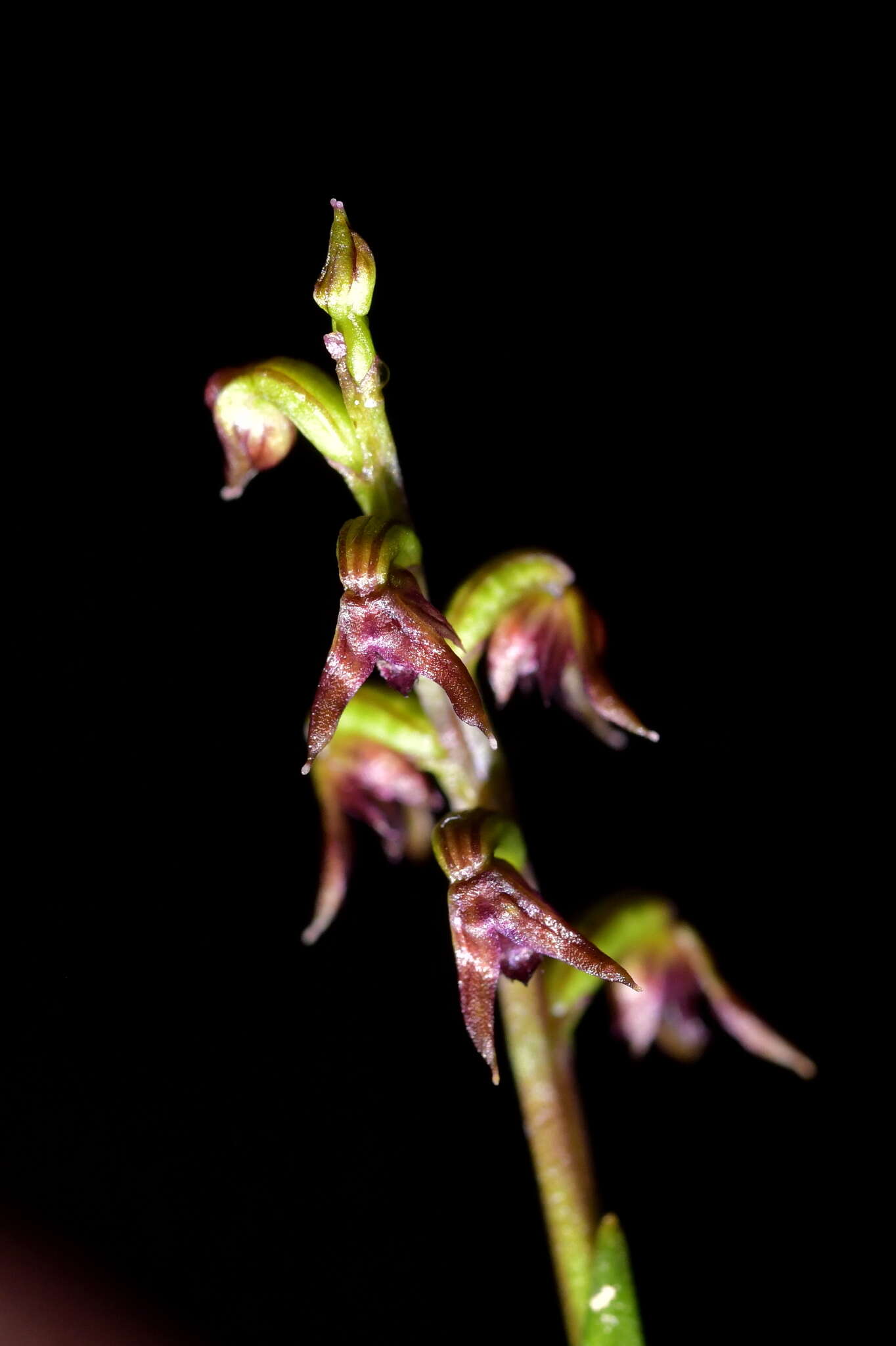 Image of Tiny midge-orchid