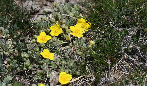 Image of abbotswood potentilla