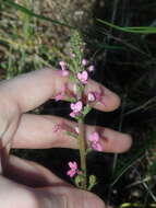 Image de Stylidium elongatum Benth.