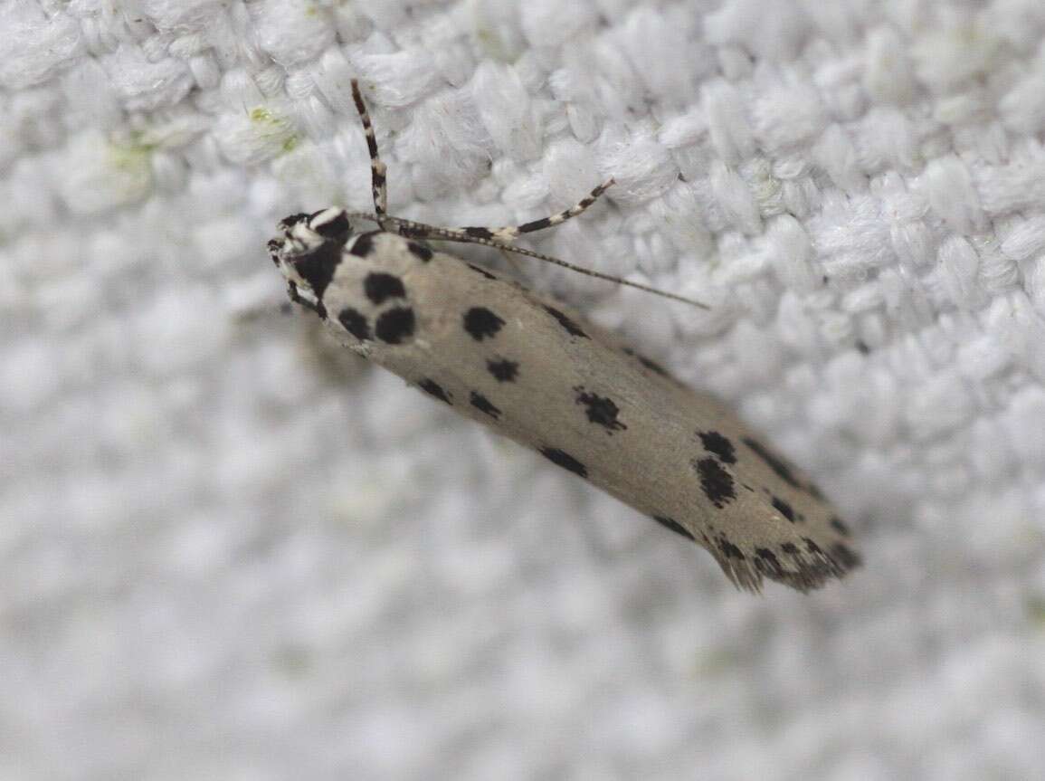 Image of Ethmia sporadica Turner 1941