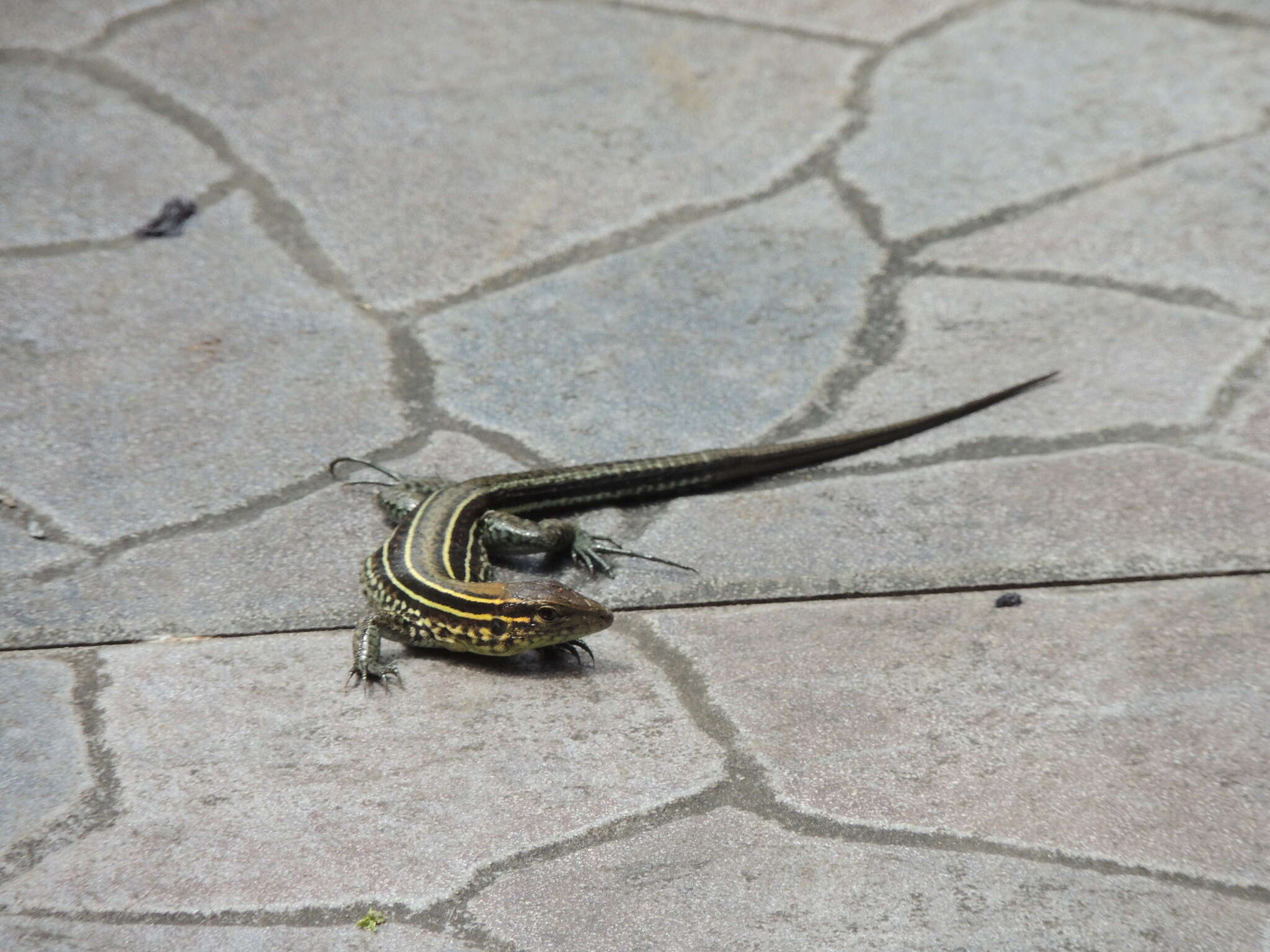 Image of Four-lined Ameiva