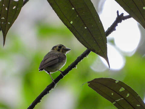 Platyrinchus coronatus Sclater & PL 1858的圖片